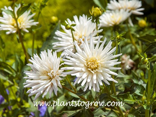 Prince Charming Dahlia